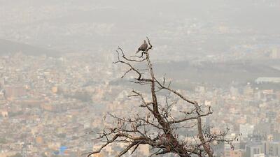  وضعیت بنفش و بسیار ناسالم آلودگی هوا در دشت آزادگان