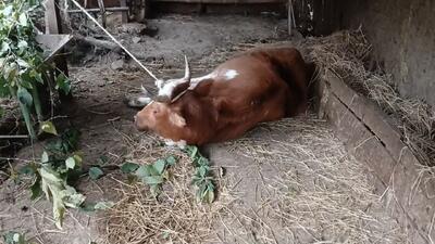  اقدامات پیشگیرانه دامپزشکی در پی تلفات چند راس دام در ساری