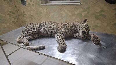  تاوانِ تجاوز به حریم؛ یک پلنگ جوان قربانی ورود غیرمجاز چوپان