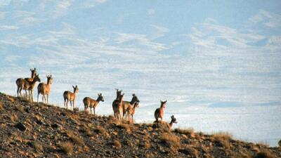  آغاز سرشماری پاییزه سراسری حیات وحش در فارس