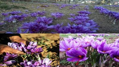  سلسله؛ قلب طلای سرخ لرستان