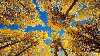  نمایی از پاییزِ رؤیایی لرستان + فیلم