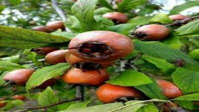  تولید ازگیل در ۵۴۰ هکتار از باغات گیلان