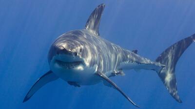  آیا کوسه‌ها استخوان دارند؟