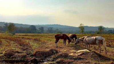  قابی خاطره انگیز از روب یک روز پاییزی روستای قرن آباد گرگان + عکس