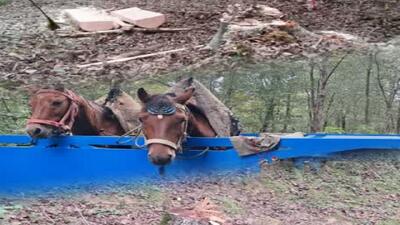  دستگیری عاملان قطع درختان توسکا جنگل الیمالات