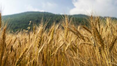  یک پنجم حق بیمه سهم گندمکاران واریز شد