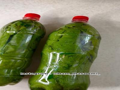  بهترین روش نگهداری برگ مو همینه!