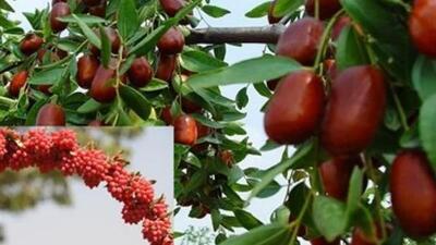  زرشک و عناب خراسان جنوبی به بورس می‌روند؛ گام جدید برای توسعه صادرات