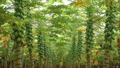  کشت ۳۰ هکتار پاپایا در سرباز؛ میوه ای سودآور در مناطق گرمسیری