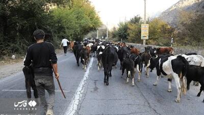  قرق کندوان برای عبور احشام