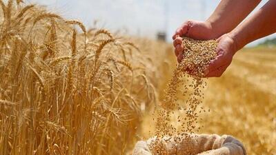  قیمت تضمینی گندم هنوز رسمی نشده؛ کشاورزان منتظرند
