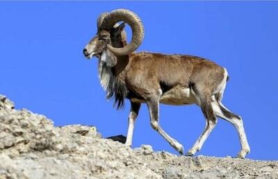  شکار قوچ وحشی توسط پلنگ ایرانی در پارک ملی صیدوا در سمنان (فیلم)