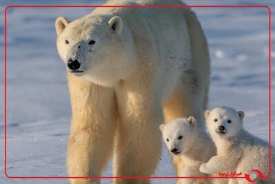  تصاویر جالب از شنای یک خرس قطبی با توله‌هایش در یاکوتیای روسیه