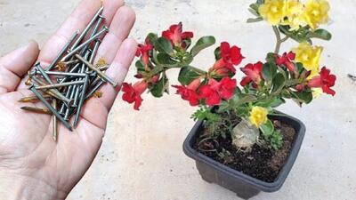  فقط با یک میخ میشه کلی گل پرورش داد (نتیجه باورنکردنی رو ببینید)