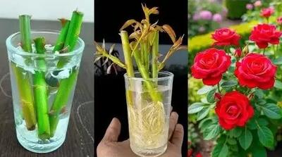  روش قلمه زدن گل رز به روش هیدروپونیک برای ریشه زایی آسان و گل دادن تنها در یک شب !