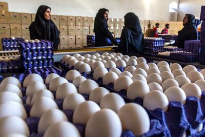 قیمت تخم مرغ عجیب شد / جهش قیمت ۶۰ درصدی
