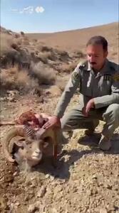  شکار قوچ وحشی توسط پلنگ ایرانی در پارک ملی صیدوا