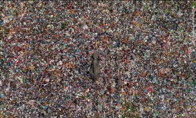  تصویری تکان‌دهنده از یک فیل در میان زباله‌ها