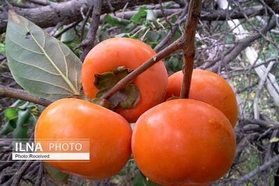  آغاز برداشت خرمالو از باغ‌های استان قزوین