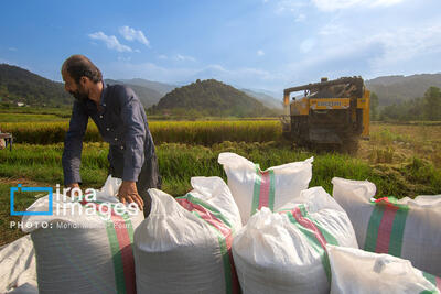  فیلم| رئیس کشاورزی گیلان: یک میلیون و ۱۲۳ تن شلتوک تولید شد