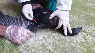  هیچ موردی از آنفلوانزای پرندگان در استان کرمانشاه گزارش نشده است