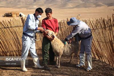  واکسیناسیون دام های عشایر خراسان‌شمالی