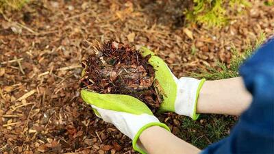  تأثیر مالچ زیستی بر کاهش تبخیر و افزایش کارایی آبیاری در گیاهان دارویی