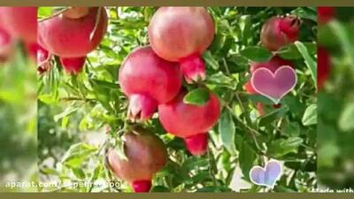  کلاس اول _فارسی اول_با هم بخوانیم(شعر انار)