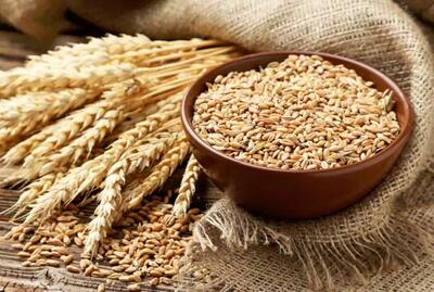 شورای قمیت‌گذاری تصویب کرد؛ قیمت جدید گندم کیلویی ۲۹۵۰۰ تومان شد