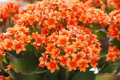  نگهداری و پرورش گل آپارتمانی کالانکوا ؛‌ چه کار کنیم کالانکوا دوباره گل بدهد؟ - کلبه سرگرمی | Kolbehsargarmi