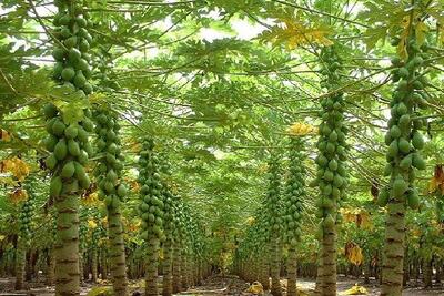  کشت ۳۰ هکتار پاپایا در سرباز؛ توسعه سودآور تولید میوه های استوایی