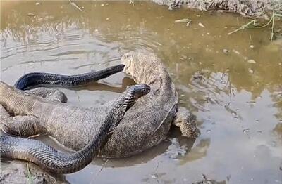  مستند حیات وحش؛ جدال مذبوحانه کومودو ازازیل و مار وقتی هیچ یک حریف دیگری نیست