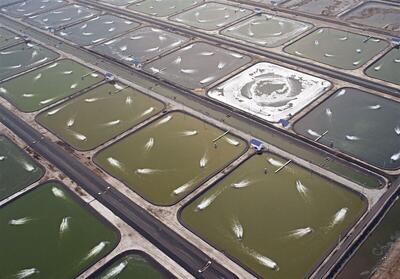  پایش مزارع پرورش میگو در بوشهر در دستور کار محیط زیست