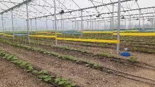  ۷۵۰ هکتار از اراضی مازندران به کشت گلخانه‌ای سربسته اختصاص یافت