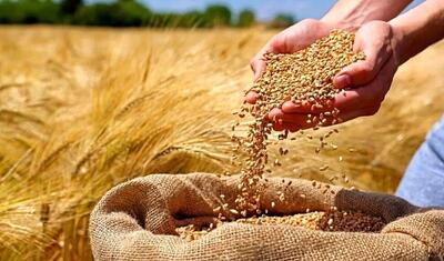 نرخ خرید تضمینی گندم اعلام  شد
