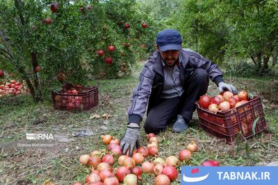  برداشت انار در دل کوهستان‌های رودبار