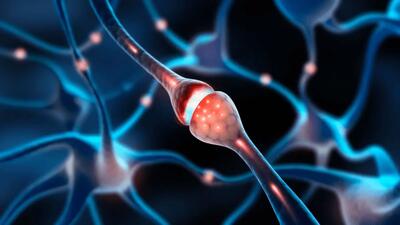  بوسه نورون‌ها پس از نیم قرن سکوت در برابر دوربین نانویی