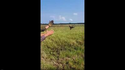  رهاسازی یک پرنده شکاری در پارک ملی بوجاق + فیلم