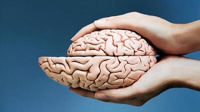  مغز مردان با افزایش سن سریع‌تر از مغز زنان کوچک می‌شود