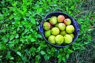  تولید برای محرومیت‌زدایی؛ باغ گلابی چناران