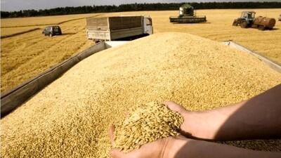  مطالبات گندم‌کاران استان بوشهر تسویه شد