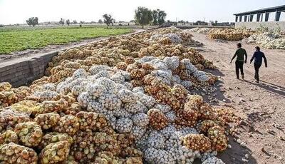  کشف ۱۱۰۰ تن پیاز احتکاری در مشهد