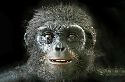  اجداد انسان‌ شبیه میمون‌های آفریقایی بودند!