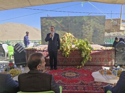  خام فروشی انگور  برای کشاورزان خروجی اقتصادی ندارد