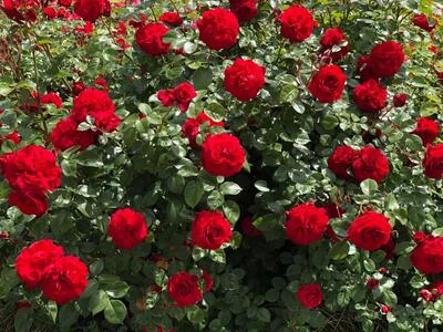  گل رز: نماد عشق و زیبایی از ریشه تا گلبرگ