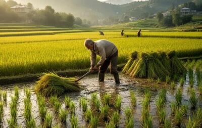 فروش انواع برنج در بازار با قیمت‌های متفاوت+ جدول | اقتصاد24