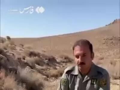  شکار قوچ وحشی توسط پلنگ ایرانی در پارک ملی صیدوا در سمنان