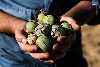 عکس/ برداشت گردو با دستگاه مکانیزه