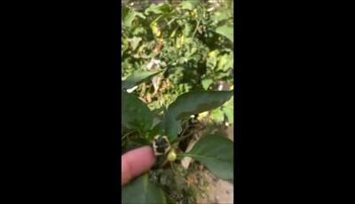  فاطمه گودرزی با باغچه سبز و پرمحصولش همه را شگفت‌زده کرد